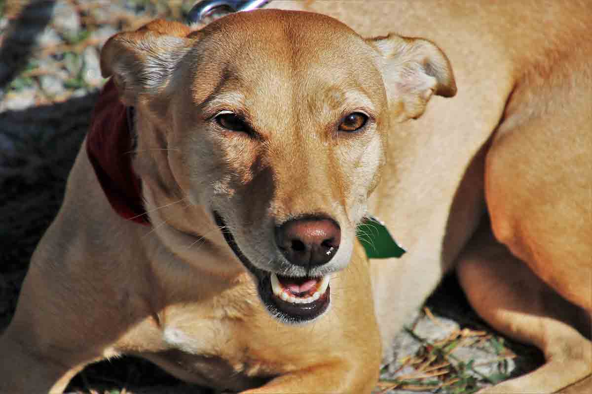 Cane è stato adottato dopo un inseguimento