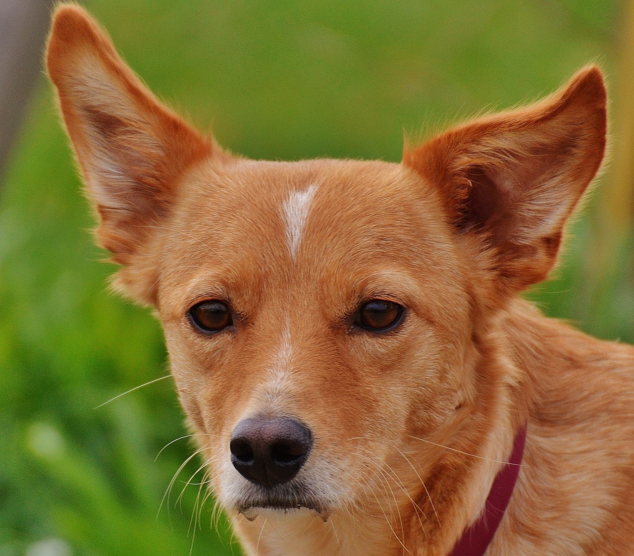 Come adottare un cane randagio