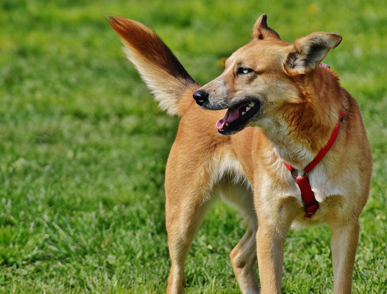 Il cane insegue la famiglia