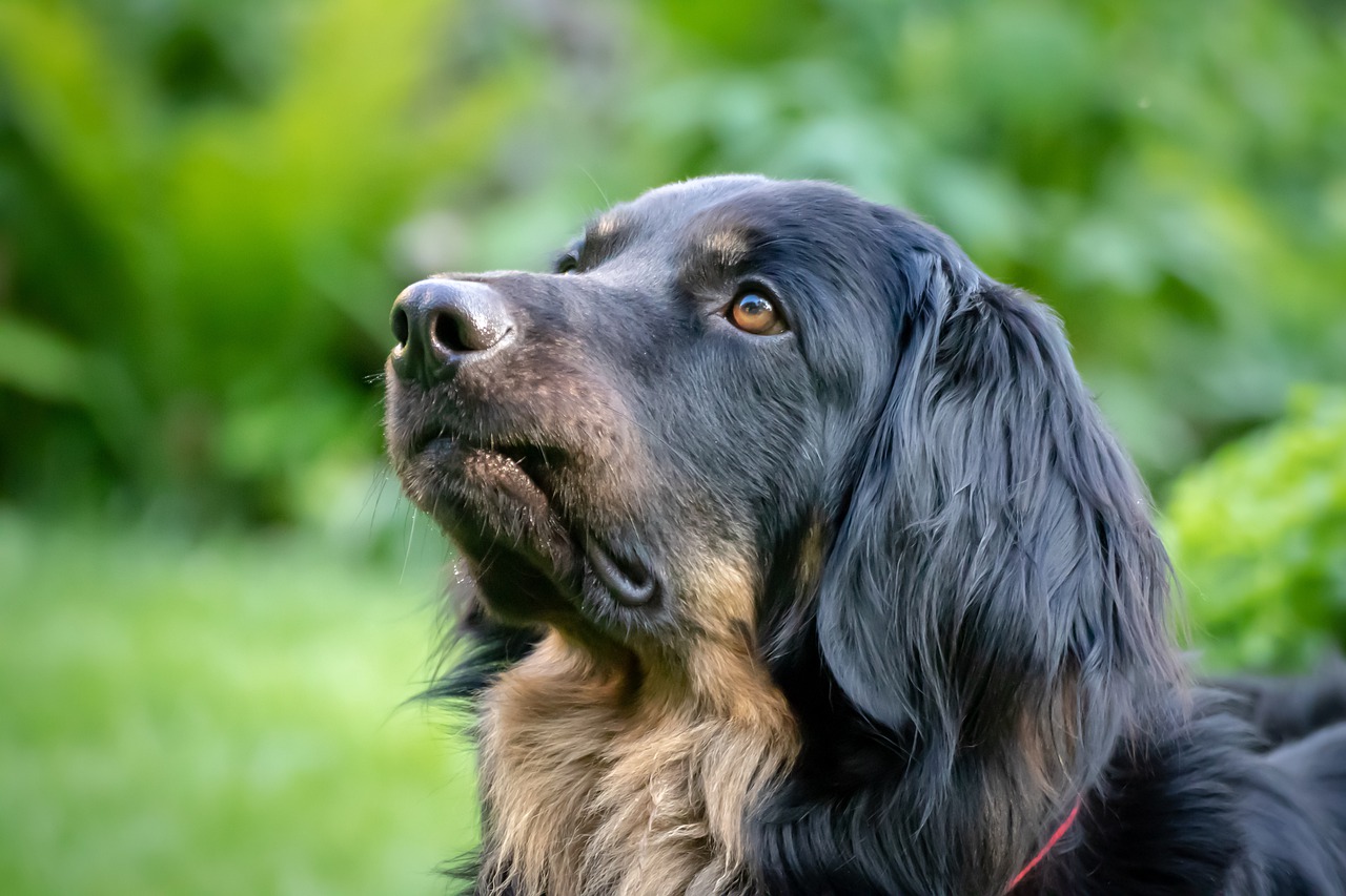 L'adozione di cani anziani