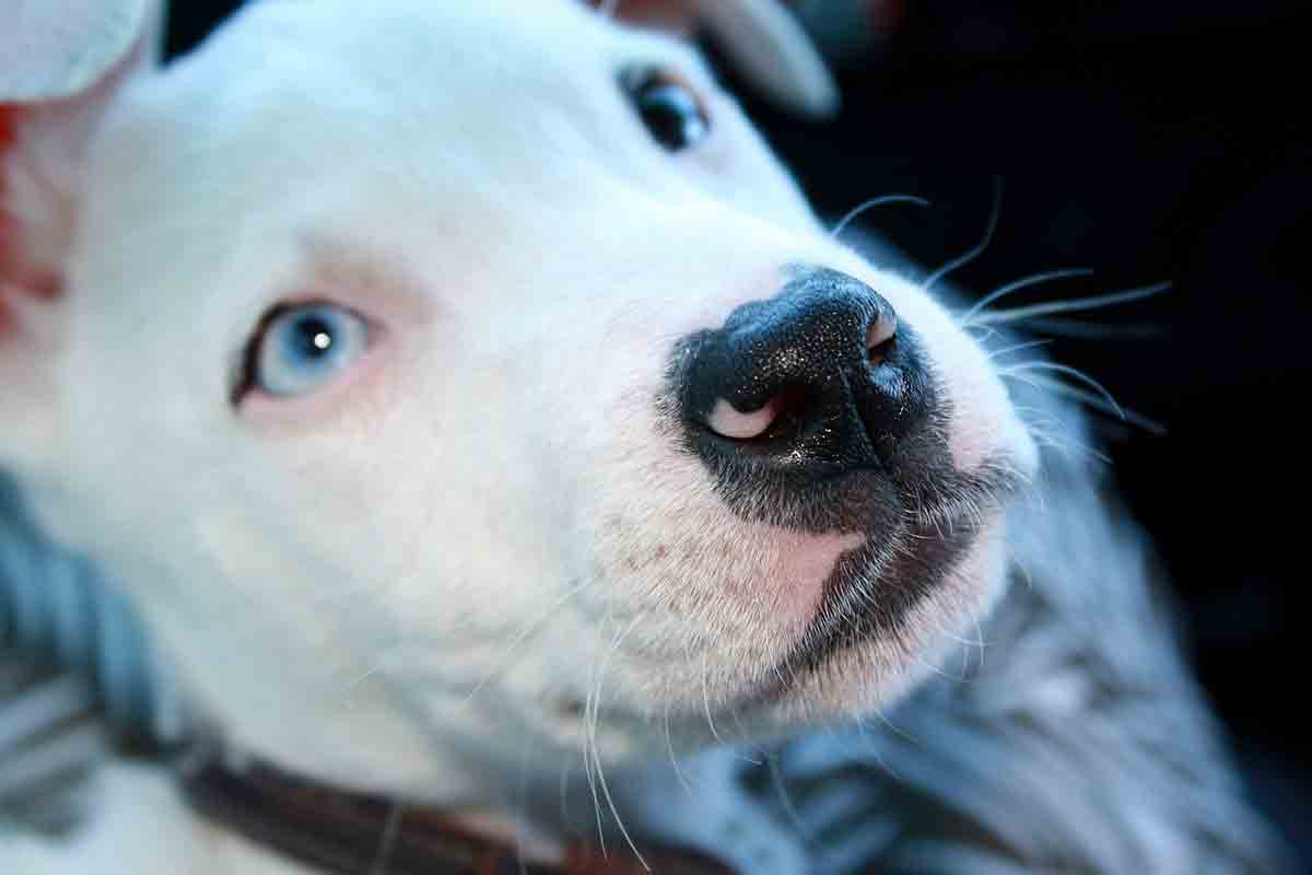 Cane apre la porta di casa