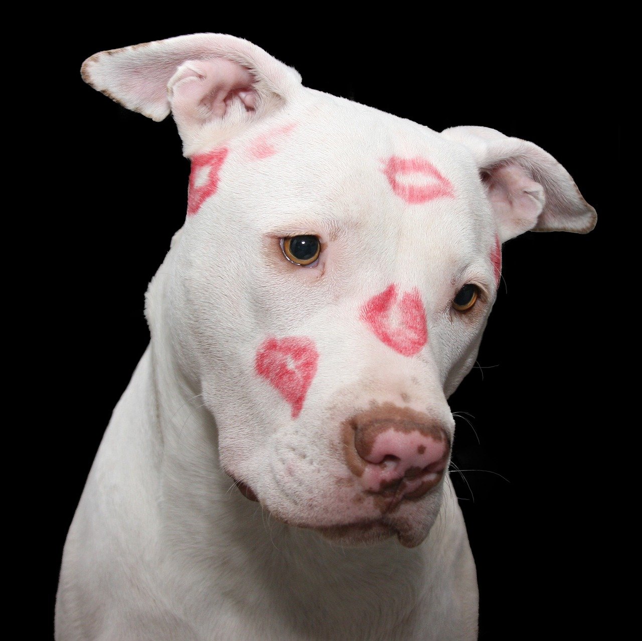 Il pitbull che tutti amano