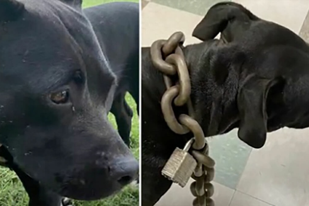 Uomo trova un cane a vagare  con una pesante catena intorno al collo