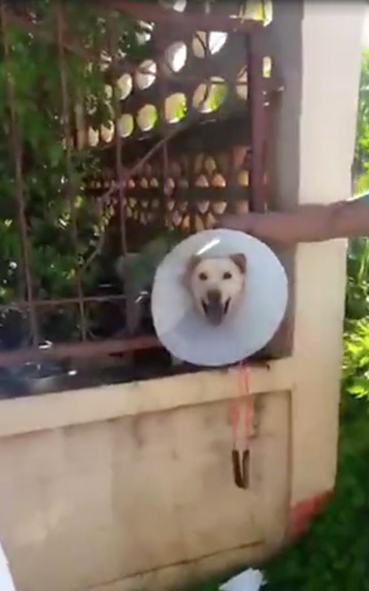 Cucciolo incastrato con il collare