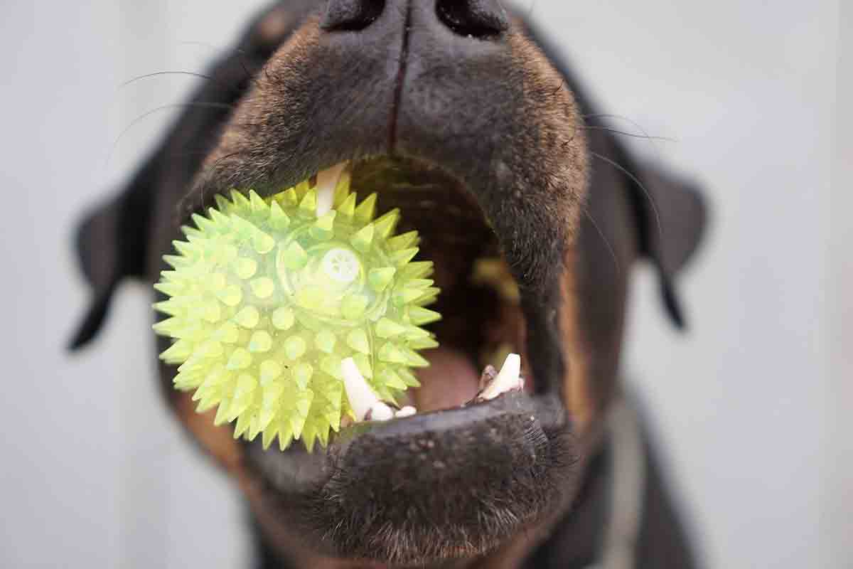 Cane dal dentista