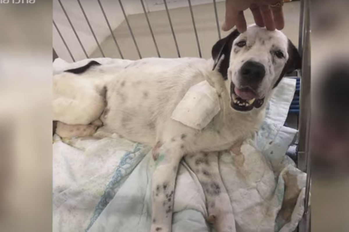 Il salvataggio del cane ferito: era stato investito ed era in pericolo