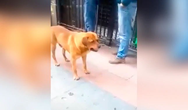 Il cagnolino  vuole giocare