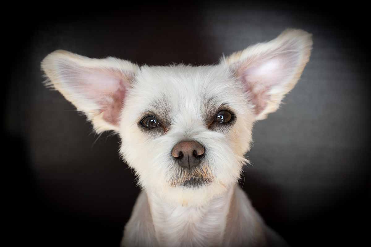 Cane ignorato e maltrattato