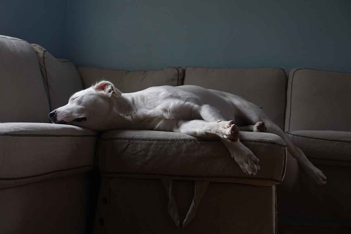 Cane imbroglia la sorella per sedersi sul divano