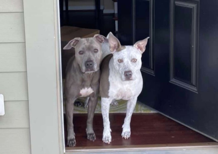 Cuccioli fratello e sorella