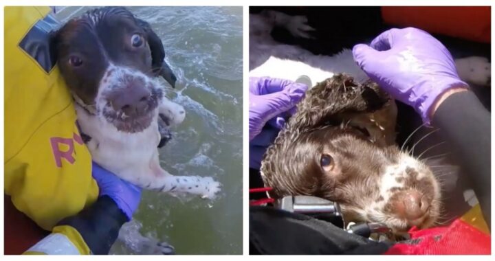 cane in mare salvato