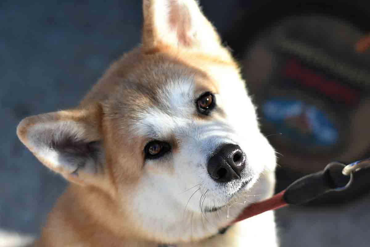 Cane incastrato tra due muri