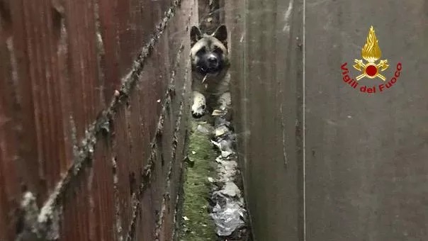 L'Akita Inu intrappolato in casa