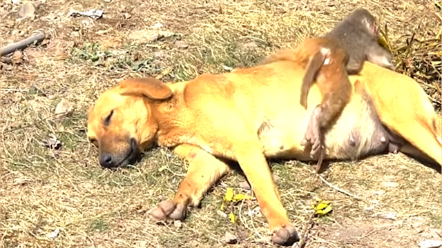 Scimmia vicino a mamma cane