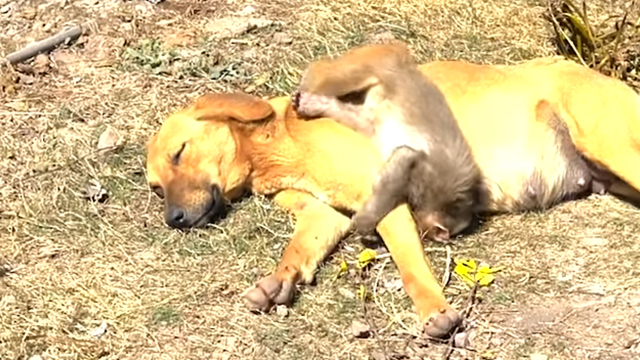 Cagnolina si prende cura della scimmia