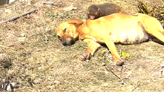 Cagnolina in dolce attesa con scimmia