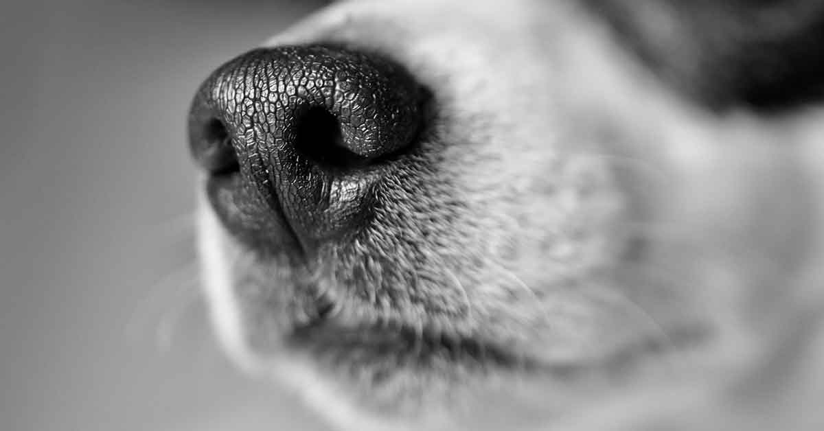 Cane legato a una fontana