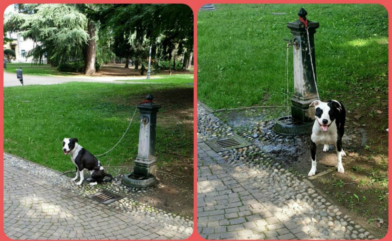 A Magenta il cane abbandonato nel parco