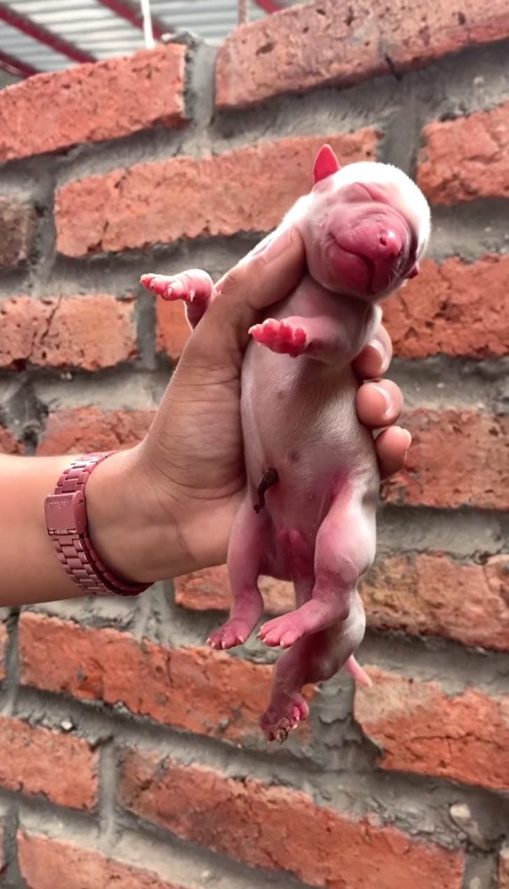 Cucciolo con un arto in più