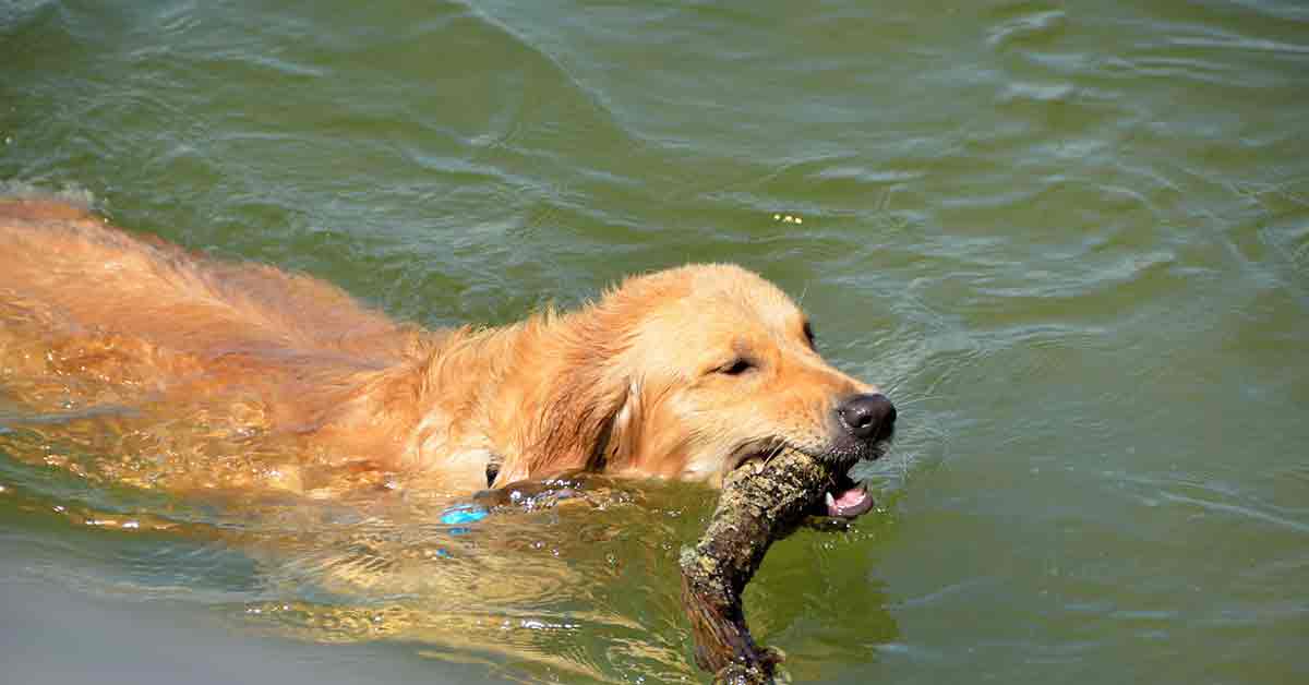 Cane orgoglioso della sua collezione di bastoncini