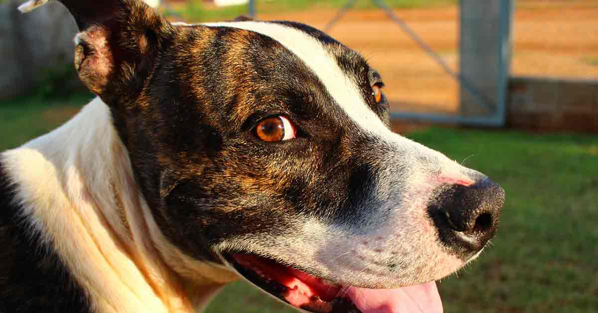 Cane porta tronchi giganti a chi gli ha salvato la vita