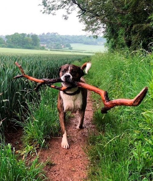 Cane porta tronchi giganti