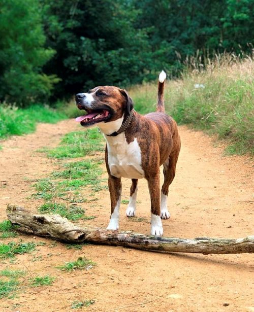 Cane porta tronchi giganti