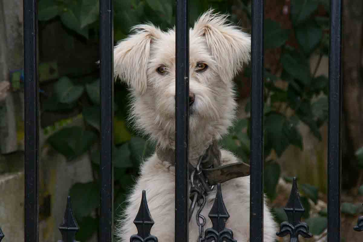 Cane portato via da sconosciuti