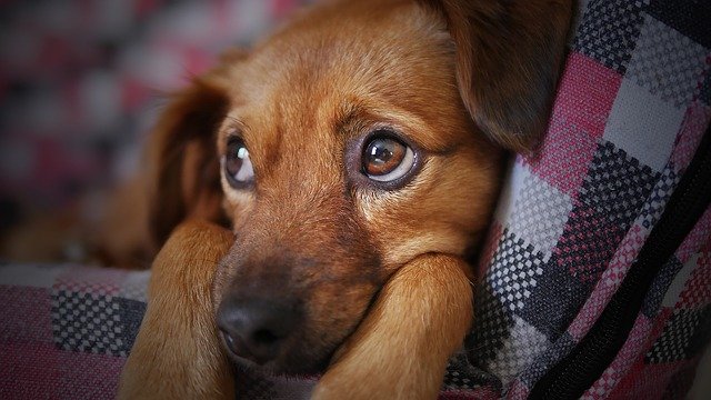cane preso dal canile