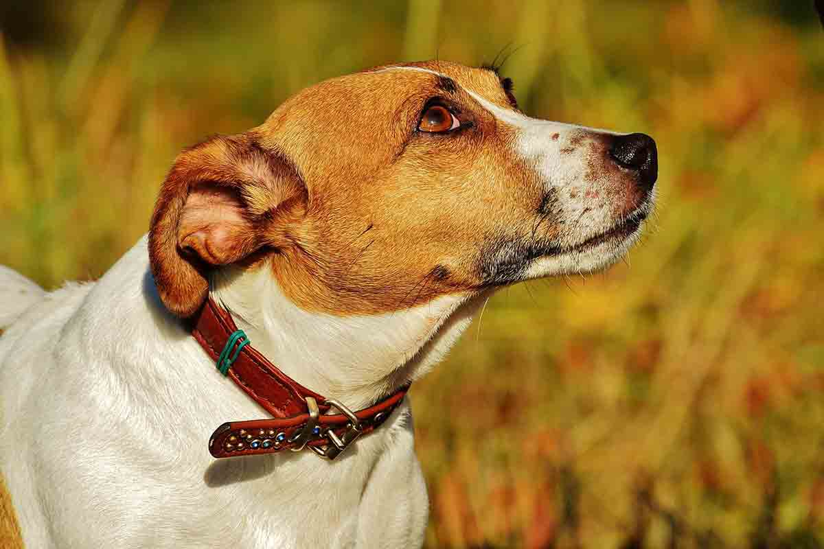 Cane rapito dal giardino di casa