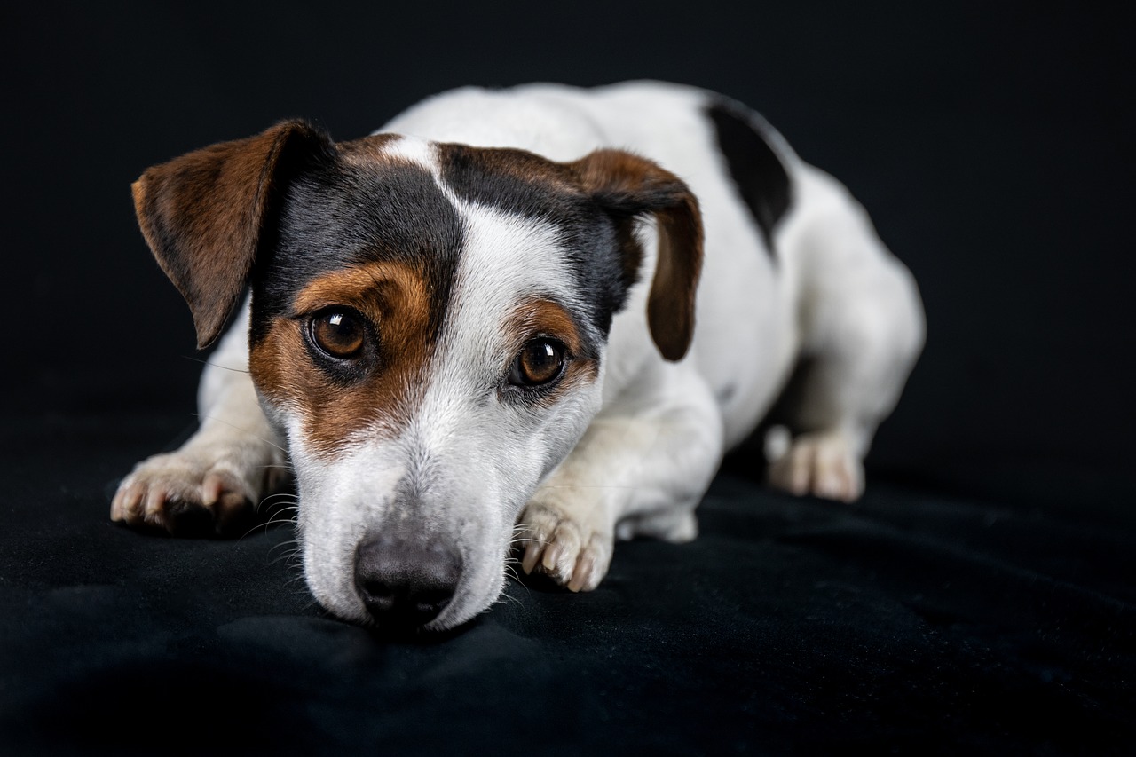 Cagnolino portato via dalla famiglia