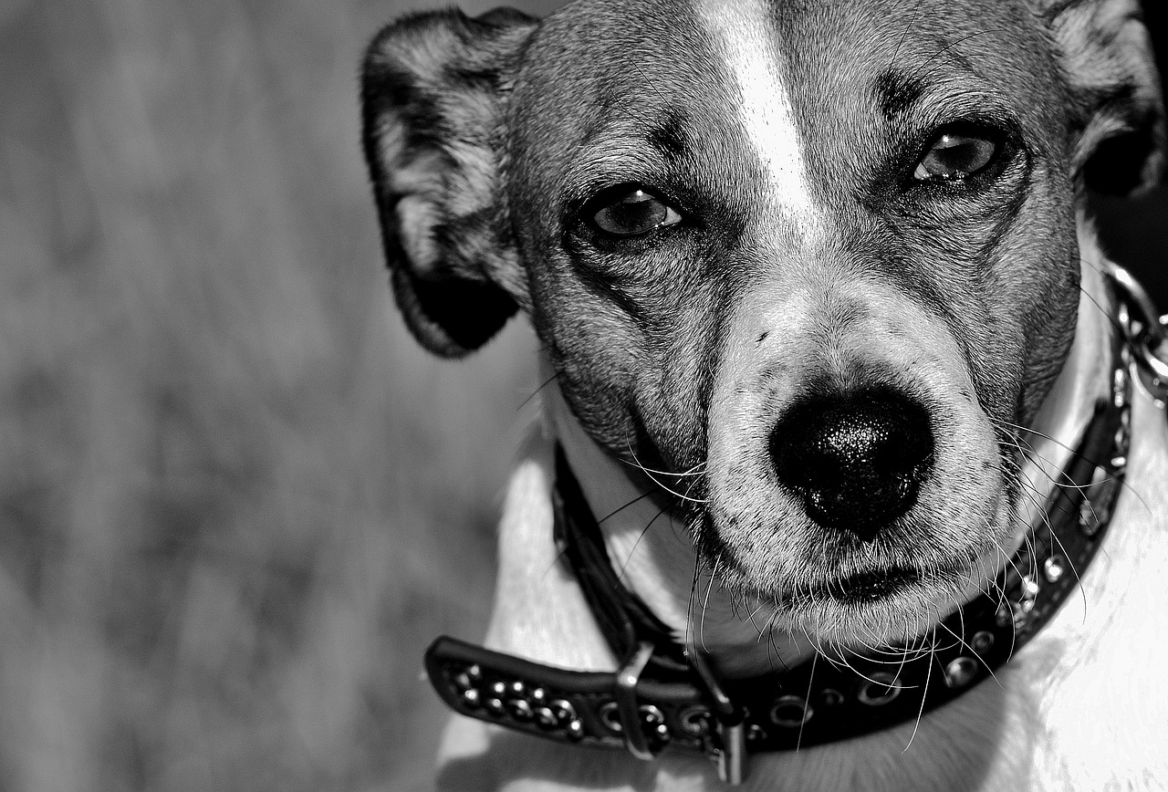 Cagnolino portato via da casa