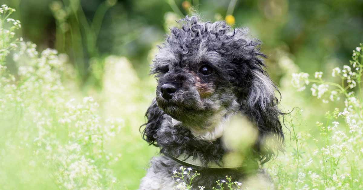 Cane Rudy salva due uomini