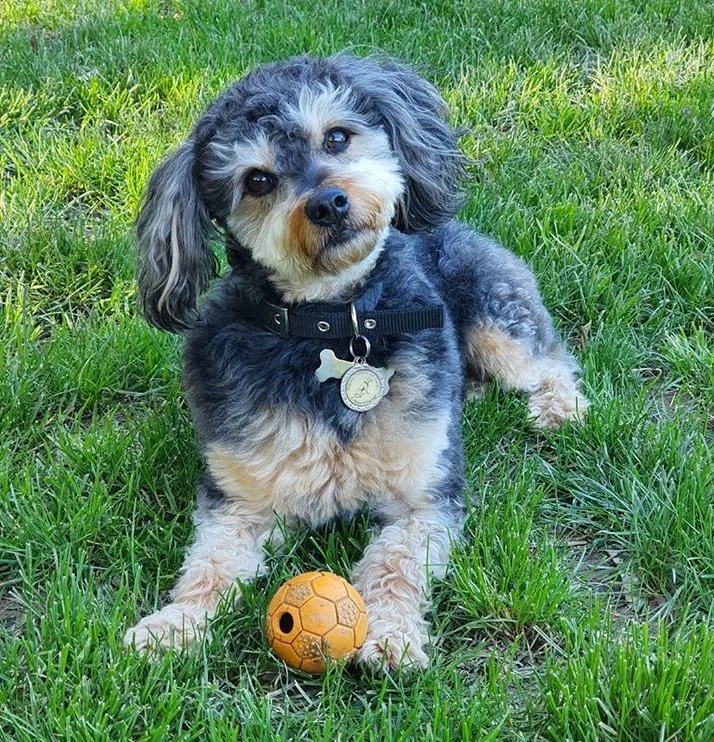 Il cane Rudy gioca con la palla