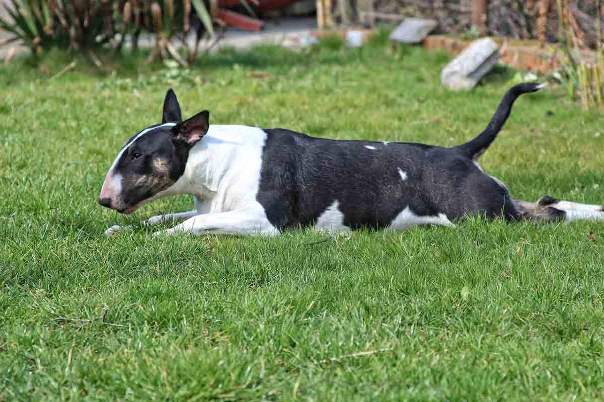 Cane salva 15 persone durante una rapina