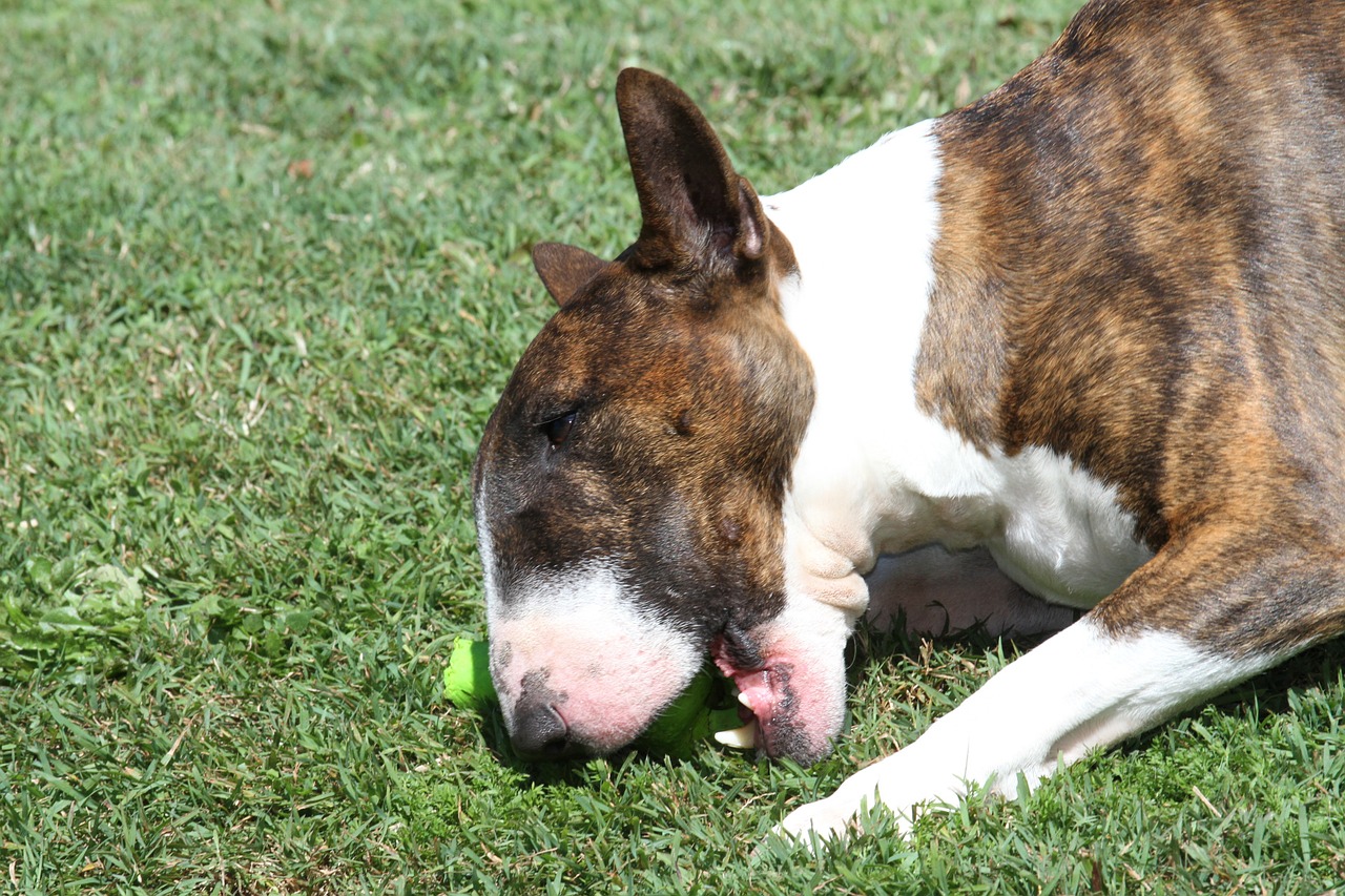 Cagnolino in soccorso della famiglia