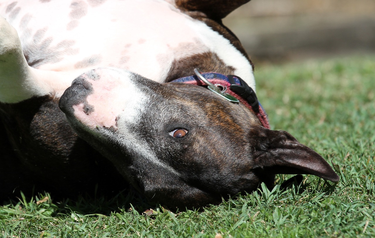 Il coraggio del bull terrier di 10 anni