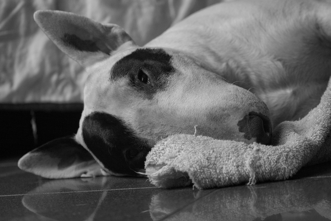 Cagnolino coraggioso diventa eroe