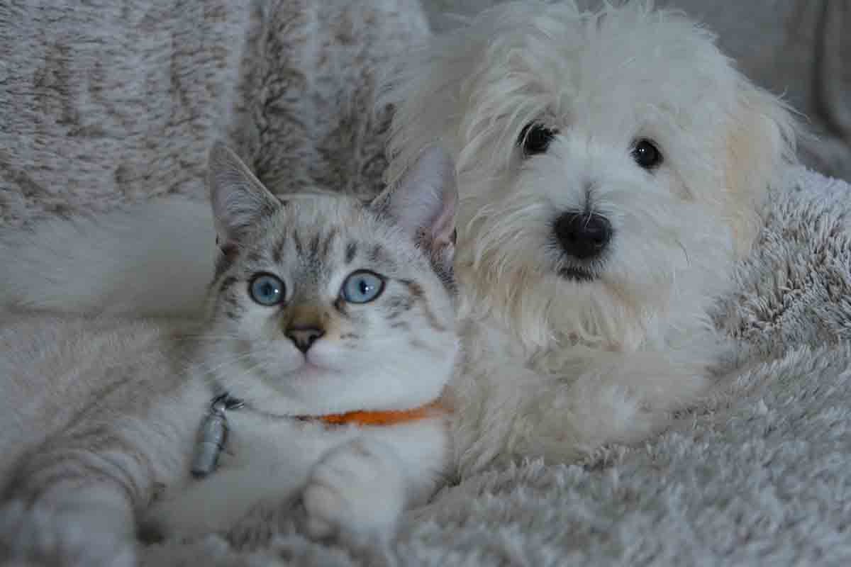 Cane salva il gatto da una lite in strada