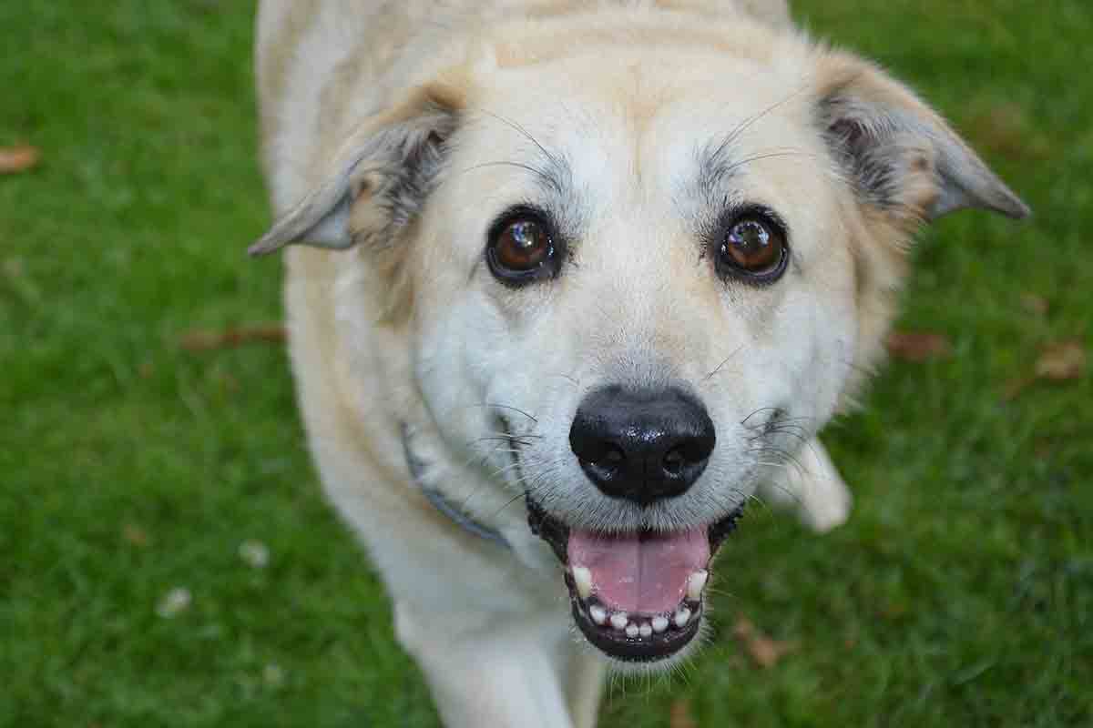Cane sull’autostrada abbandonato a un destino terribile