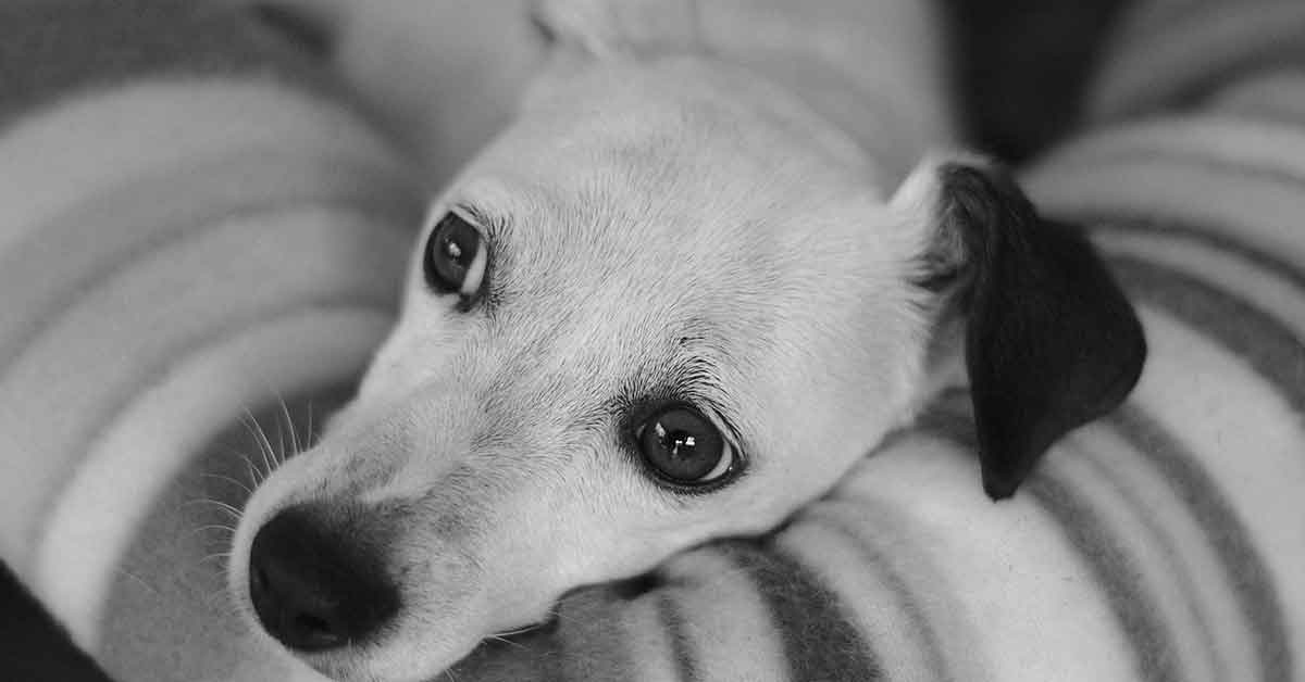 Cane tetraplegico ritorna a camminare grazie al veterinario