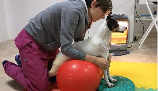 Il cane fa ginnastica