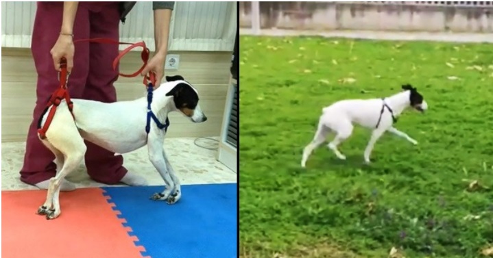 La fisioterapia per il cane