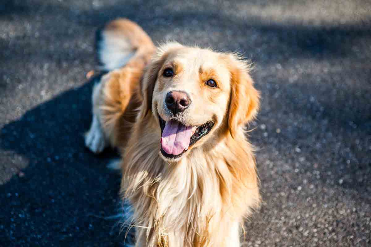 Cane trascurato salvato in Corea