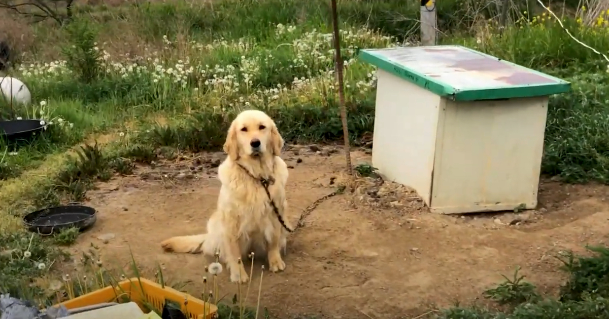 La cagnolina Juliette salvata in Corea