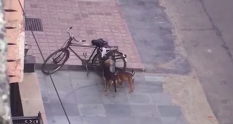 Cani affamati cercano cibo in strada
