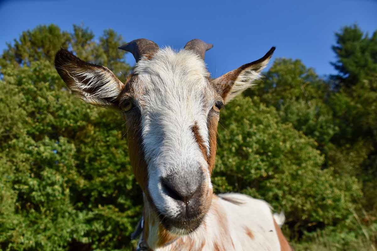 Capra aiuta il proprietario a vendere bibite al mercato