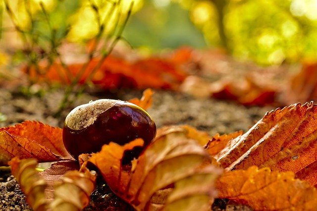 castagne bollite