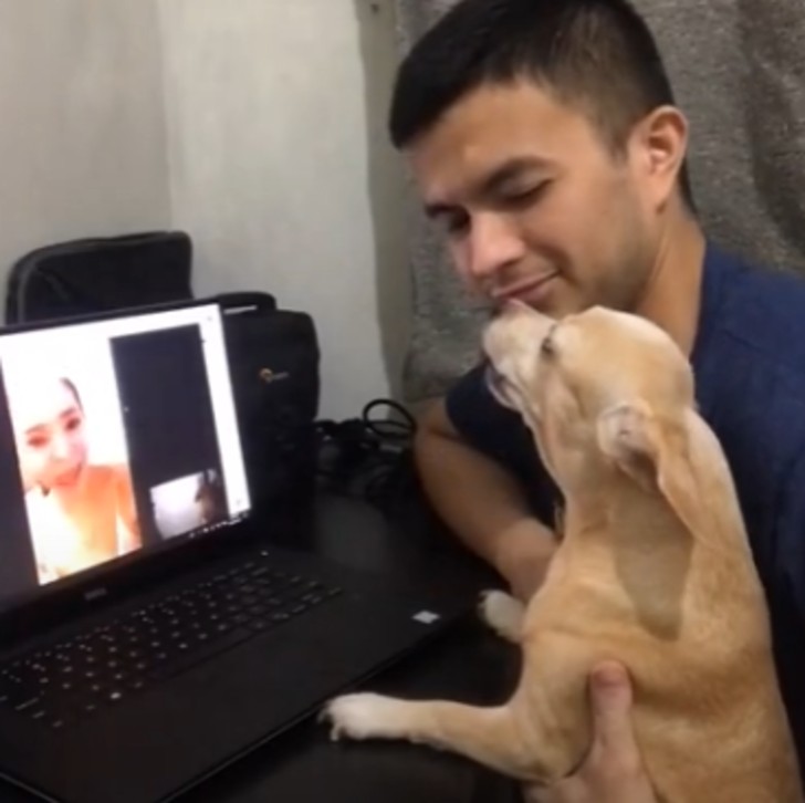 Il cane ulula davanti al computer