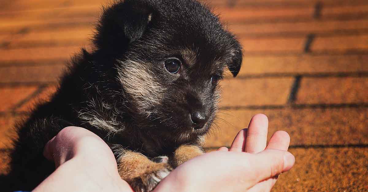 Cuccioli abbandonati in un sacchetto